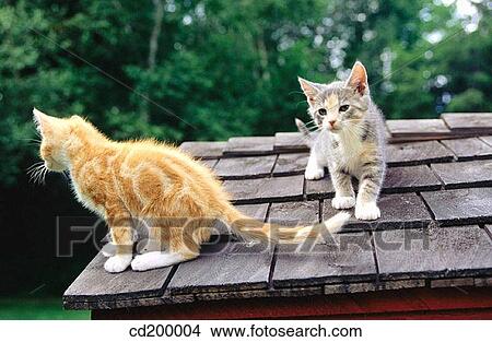 Kittens playing on rooftop View Large Photo Image Picture - Kittens playing on rooftop. Fotosearch