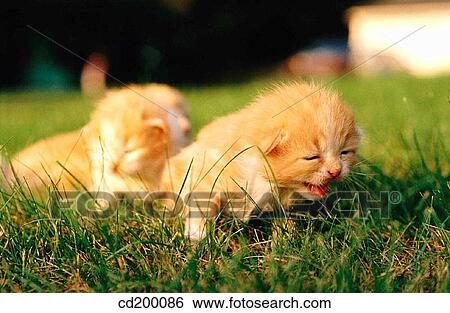 Kittens View Large Photo Image Stock Photograph - Kittens. Fotosearch