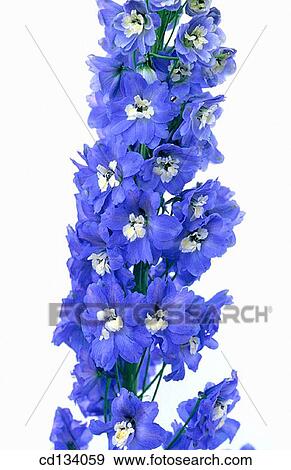 Larkspur, Delphinium hybr. View Large Photo Image Stock Photo - Larkspur, Delphinium hybr.. Fotosearch