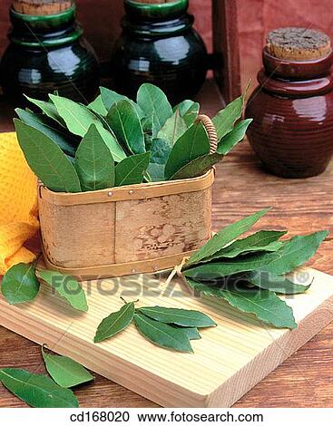 Stock Image - Laurel. Fotosearch