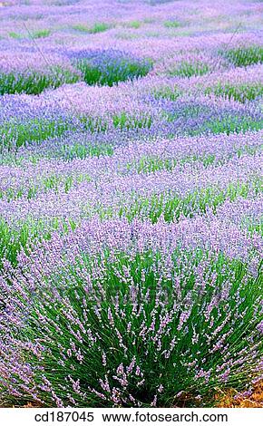 Lavender View Large Photo Image Stock Photography - Lavender. Fotosearch