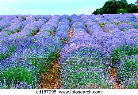 Lavender View Large Photo Image Stock Photography - Lavender. Fotosearch