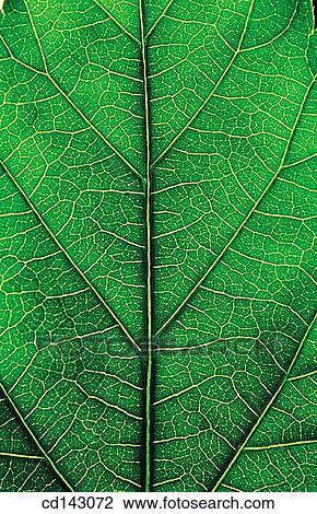 Stock Image - Leaf. Fotosearch