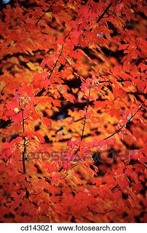 Leaves View Large Photo Image Stock Image - Leaves. Fotosearch