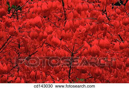 Leaves View Large Photo Image Stock Image - Leaves. Fotosearch