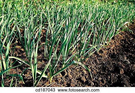 Stock Image - Leeks. Fotosearch