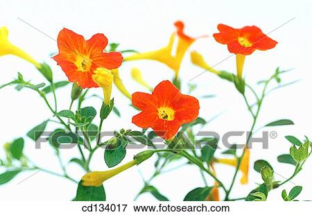 Leptosolen jamesonii View Large Photo Image Stock Photo - Leptosolen jamesonii. Fotosearch