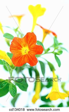 Leptosolen jamesonii View Large Photo Image Stock Photo - Leptosolen jamesonii. Fotosearch