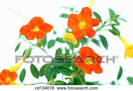 Leptosolen jamesonii View Large Photo Image Stock Photograph - Leptosolen jamesonii. Fotosearch