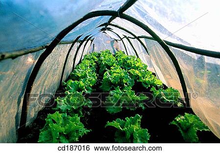 Lettuces in greenhouse View Large Photo Image Stock Photograph - Lettuces in greenhouse. Fotosearch