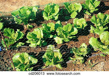 Lettuces View Large Photo Image Stock Image - Lettuces. Fotosearch