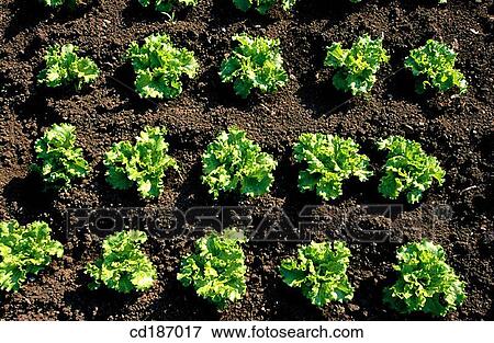 Lettuces View Large Photo Image Stock Photo - Lettuces. Fotosearch