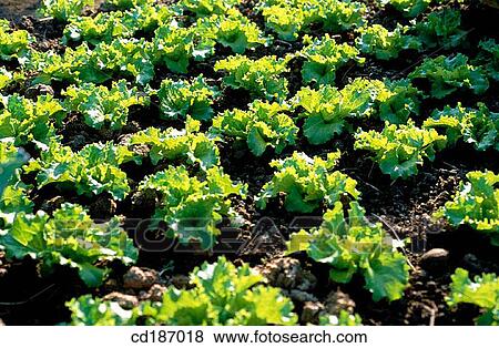 Lettuces View Large Photo Image Stock Photo - Lettuces. Fotosearch