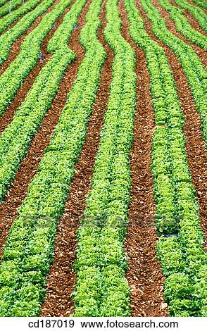 Lettuces View Large Photo Image Stock Photo - Lettuces. Fotosearch