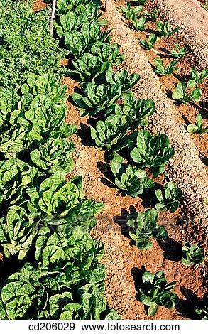 Lettuces View Large Photo Image Stock Photo - Lettuces. Fotosearch