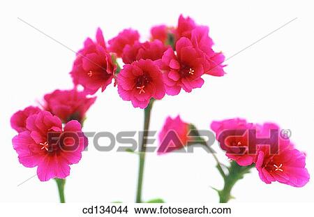 Lewisia cotyledon View Large Photo Image Picture - Lewisia cotyledon. Fotosearch