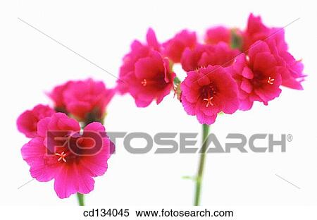 Stock Photography - Lewisia cotyledon. Fotosearch