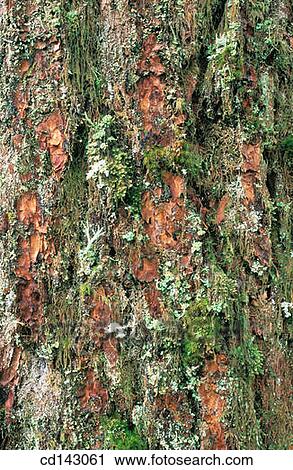 Lichen View Large Photo Image Stock Image - Lichen. Fotosearch