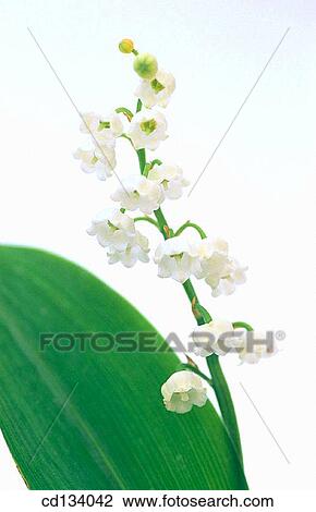 Lily of the Valley, Convallaria majalis View Large Photo Image Stock Image - Lily of the Valley, Convallaria majalis. Fotosearch