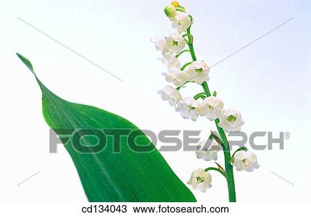 Lily of the Valley, Convallaria majalis View Large Photo Image Stock Image - Lily of the Valley, Convallaria majalis. Fotosearch