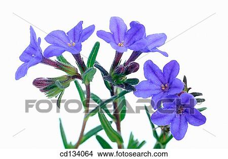 Picture - Lithodora diffusa. Fotosearch