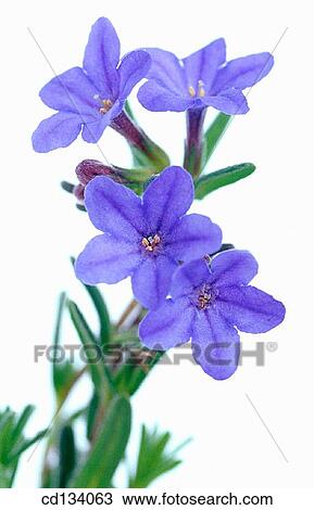 Stock Image - Lithodora diffusa. Fotosearch
