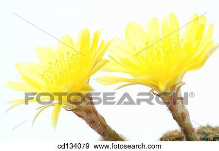 Lobivia sp. View Large Photo Image Stock Photo - Lobivia sp.. Fotosearch
