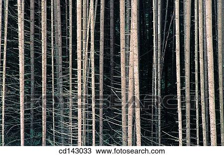 Lodgepole or Shore Pines (Pinus contorta) View Large Photo Image Stock Image - Lodgepole or Shore Pines (Pinus contorta). Fotosearch