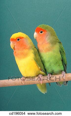 Lovebirds View Large Photo Image Picture - Lovebirds. Fotosearch