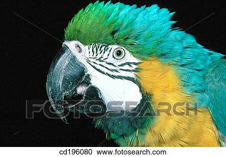 Macaw View Large Photo Image Stock Image - Macaw. Fotosearch