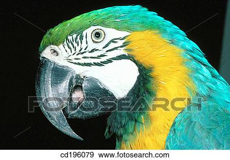 Macaw View Large Photo Image Stock Photo - Macaw. Fotosearch