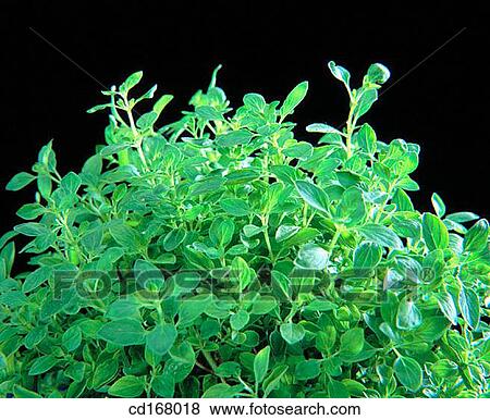 Marjoram View Large Photo Image Stock Photo - Marjoram. Fotosearch