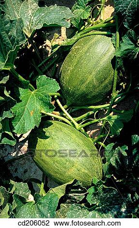 Stock Image - Melons. Fotosearch
