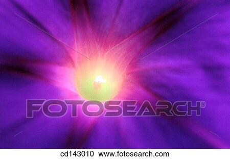 Morning Glory (Ipomoea purpurea) View Large Photo Image Stock Image - Morning Glory (Ipomoea purpurea). Fotosearch