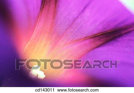 Morning Glory (Ipomoea purpurea) View Large Photo Image Stock Image - Morning Glory (Ipomoea purpurea). Fotosearch