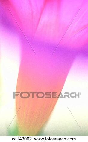Morning Glory (Ipomoea purpurea) View Large Photo Image Stock Image - Morning Glory (Ipomoea purpurea). Fotosearch
