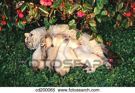 Mother cat nursing kittens View Large Photo Image Stock Photography - Mother cat nursing kittens. Fotosearch