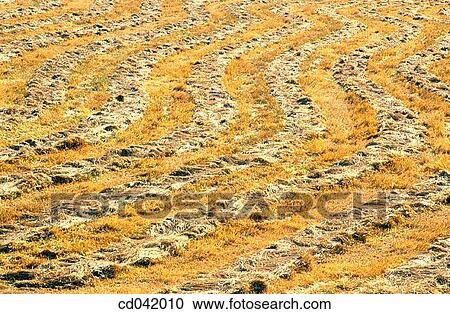 Mowed hay field View Large Photo Image Stock Image - Mowed hay field. Fotosearch