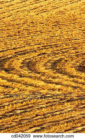 Mowed hay field View Large Photo Image Stock Photo - Mowed hay field. Fotosearch