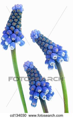 Muscari hybr. View Large Photo Image Stock Image - Muscari hybr.. Fotosearch
