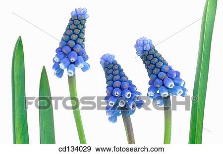 Muscari hybr. View Large Photo Image Stock Photo - Muscari hybr.. Fotosearch