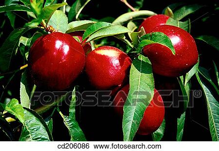 Nectarinas View Large Photo Image Stock Photograph - Nectarinas. Fotosearch