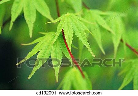 Norway Maple (Acer platanoides) View Large Photo Image Stock Image - Norway Maple (Acer platanoides). Fotosearch