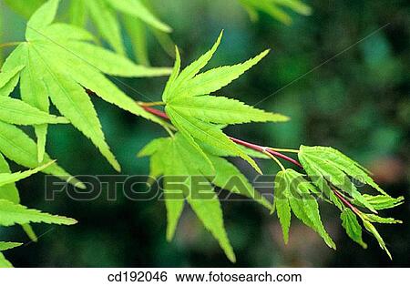 Norway Maple (Acer platanoides) View Large Photo Image Stock Photograph - Norway Maple (Acer platanoides). Fotosearch