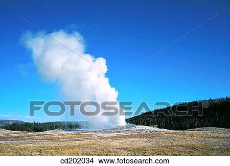 Old Faithful Geyser erupting. Yellowstone National Park. Wyoming. USA View Large Photo Image Picture - Old Faithful Geyser erupting. Yellowstone National Park. Wyoming. USA. Fotosearch