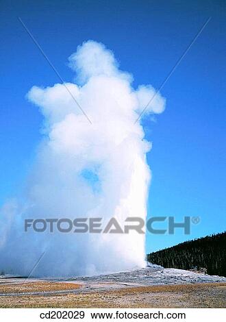 Old Faithful Geyser erupting. Yellowstone National Park. Wyoming. USA View Large Photo Image Stock Photo - Old Faithful Geyser erupting. Yellowstone National Park. Wyoming. USA. Fotosearch