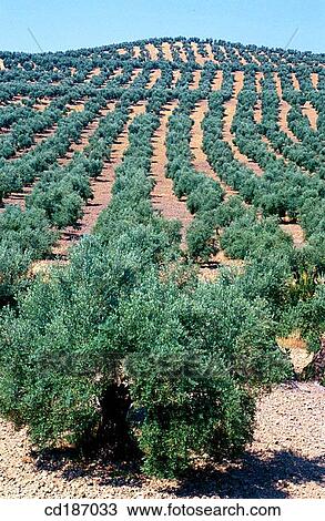 Olive trees View Large Photo Image Stock Image - Olive trees. Fotosearch