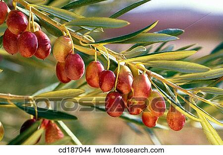 Picture - Olives. Fotosearch