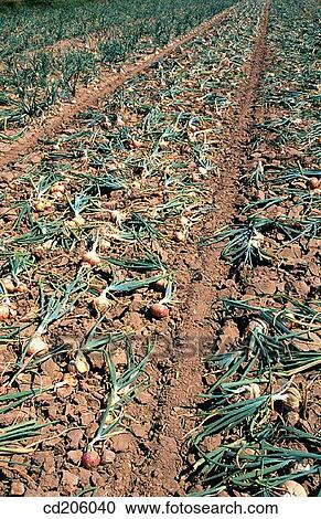 Onion field View Large Photo Image Stock Image - Onion field. Fotosearch