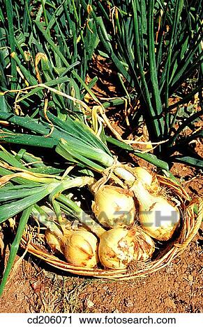 Onions View Large Photo Image Stock Image - Onions. Fotosearch